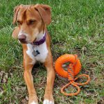 Young dog with toy.